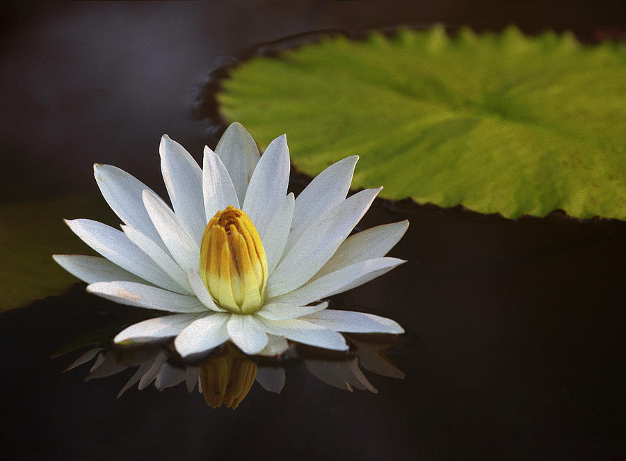 White Water Lilly Photograph by Art Cole