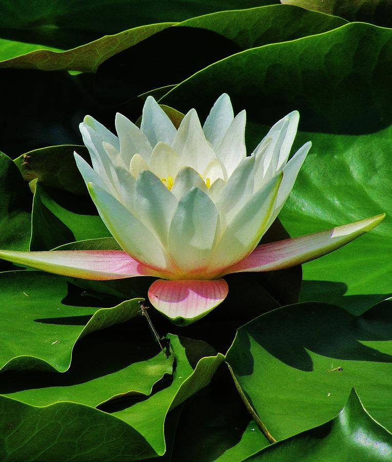 White Water Lilly Photograph by Thomas  McGuire