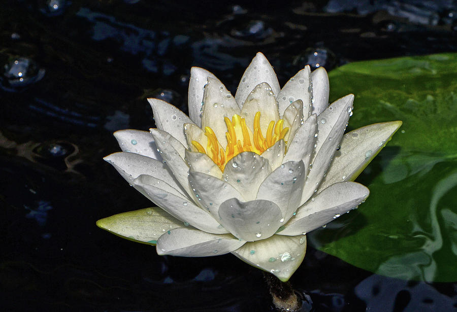 White Water Lily 038 Photograph by George Bostian