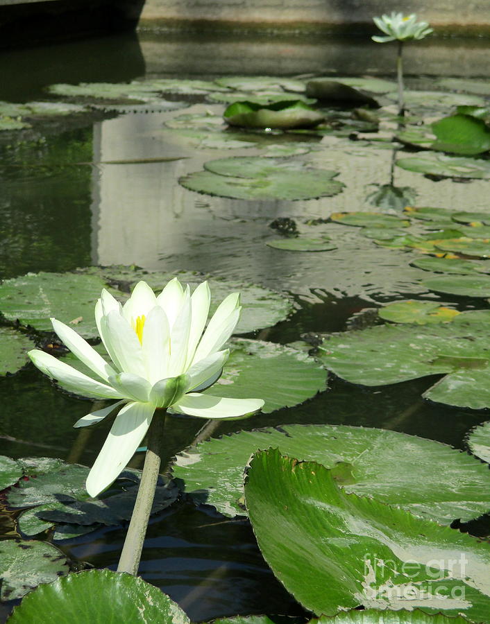 White Water Lily 3 Photograph by Randall Weidner