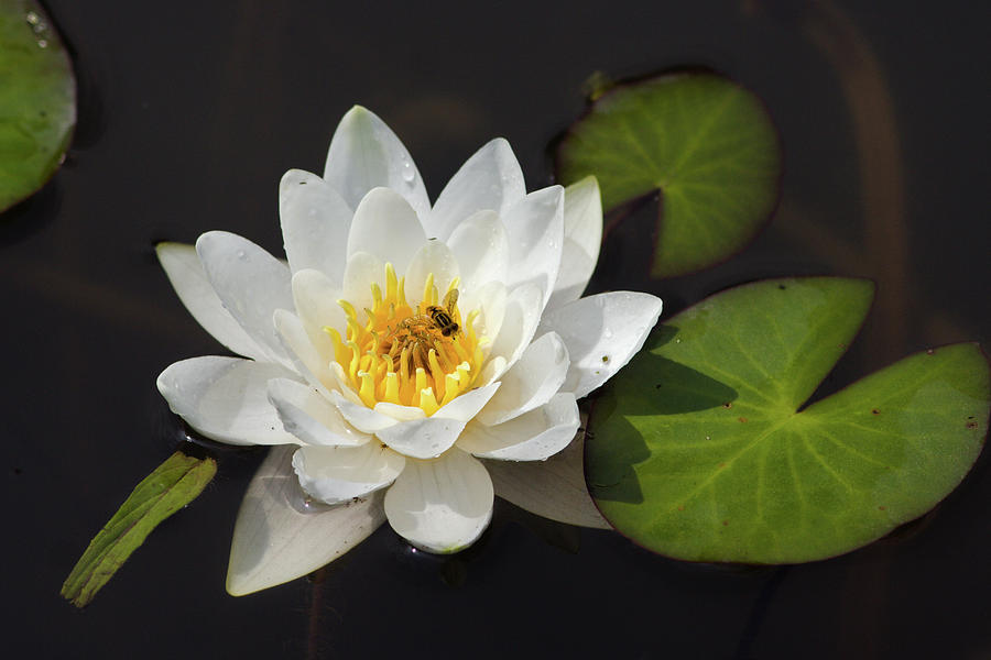 White Water Lily Photograph by Aivar Mikko