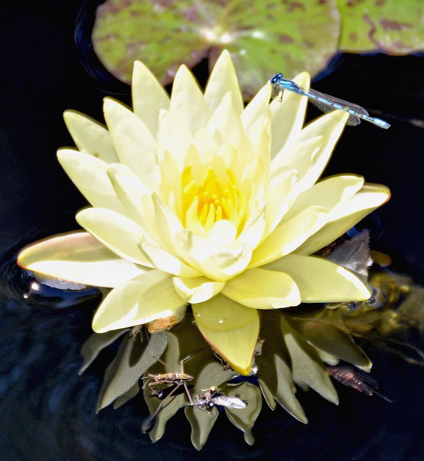White Water Lily and Dragonfly Photograph by Amy McDaniel