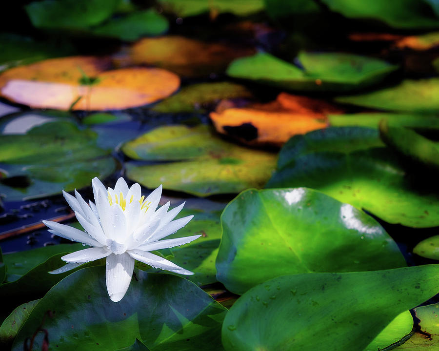 White Water Lily Photograph by Bill Wakeley