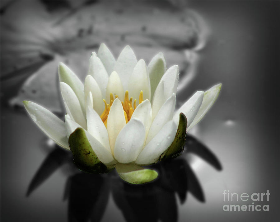 White Water Lily Black And White Photograph by Smilin Eyes Treasures