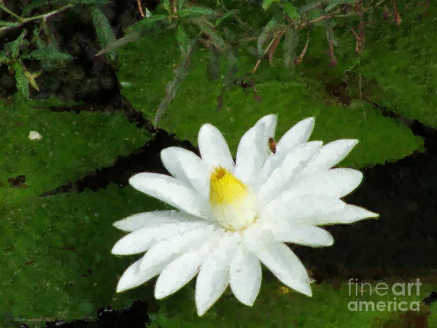 White Water Lily Painting by Carl Gouveia