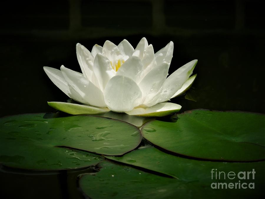 White Water Lily Photograph by Chad and Stacey Hall