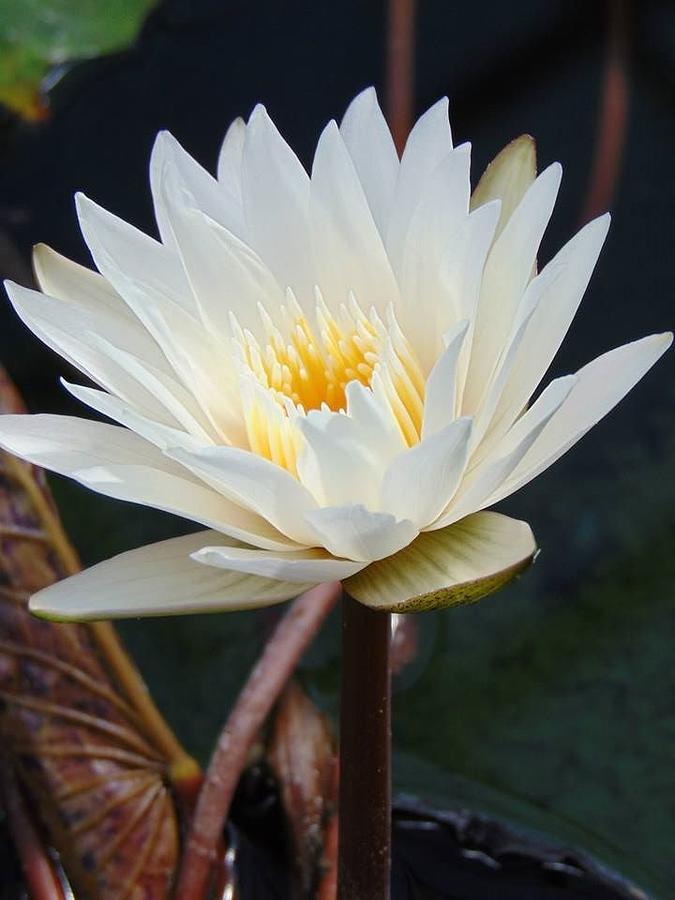 Claude Monet Photograph - White Water Lily by Charlotte Gray
