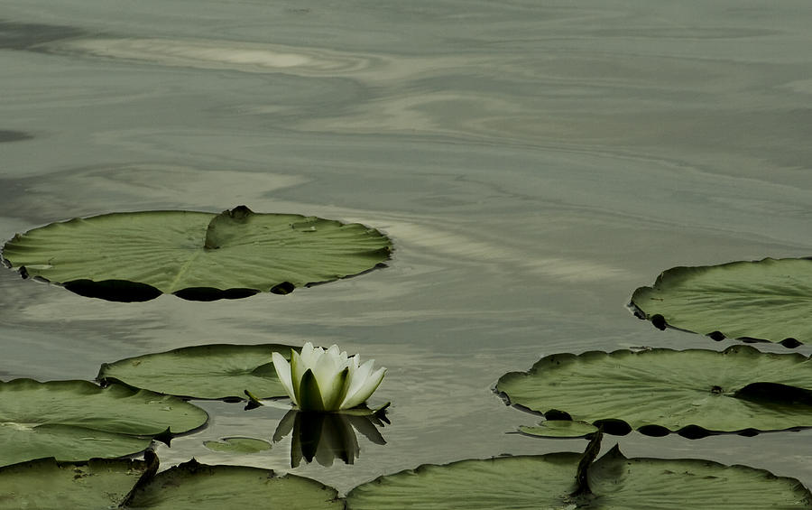 White Water Lily Photograph by Cheryl Day