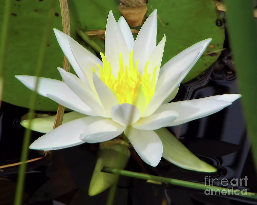 White Water Lily  Photograph by D Hackett