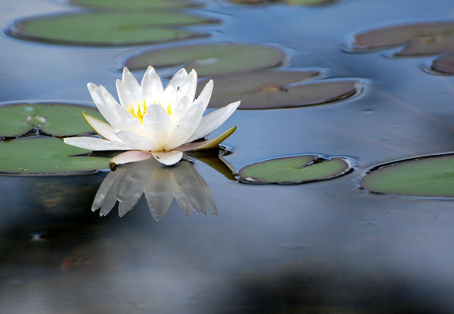 White water lily Photograph by Douglas Pike