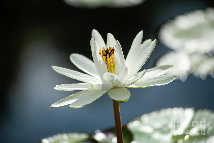 White Water Lily Photograph by Ed Taylor