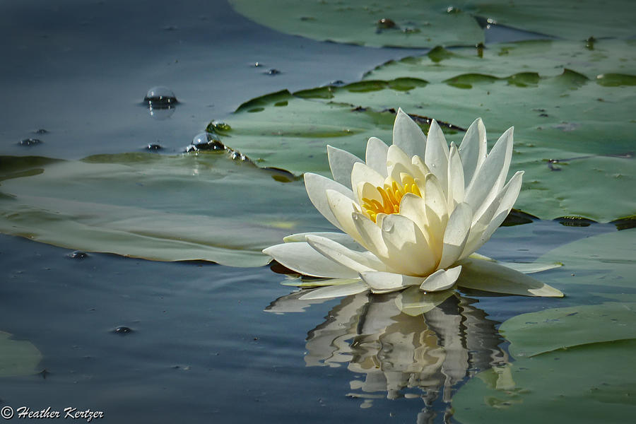 White Water Lily Photograph - White Water Lily by Heather Kertzer White Water Lily Photograph - White Water Lily by Heather Kertzer