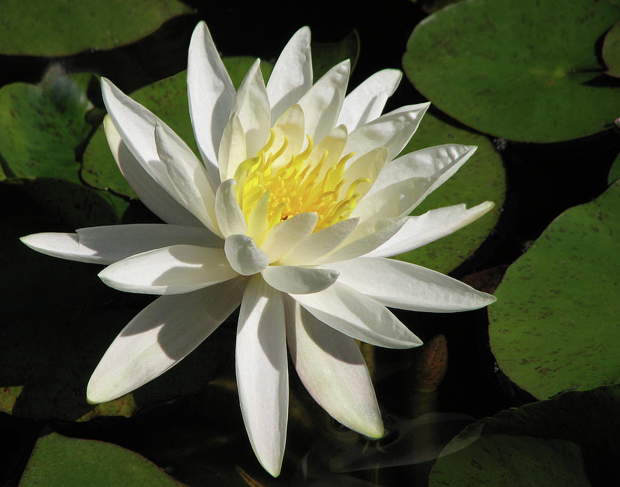 White Water Lily Photograph by Helaine Cummins