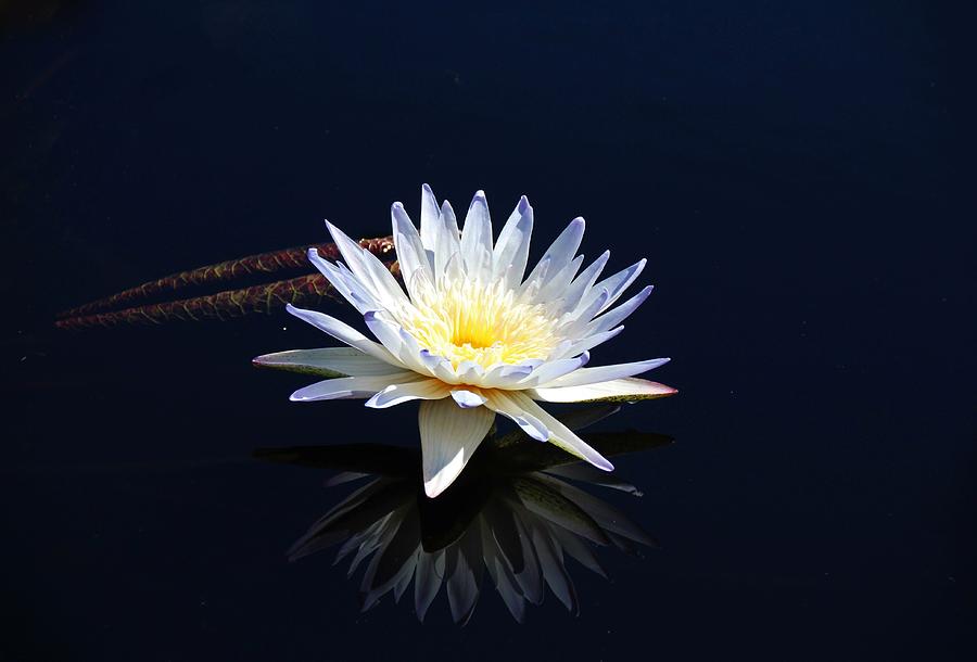 White Water Lily- horizontal Photograph by Michiale Schneider