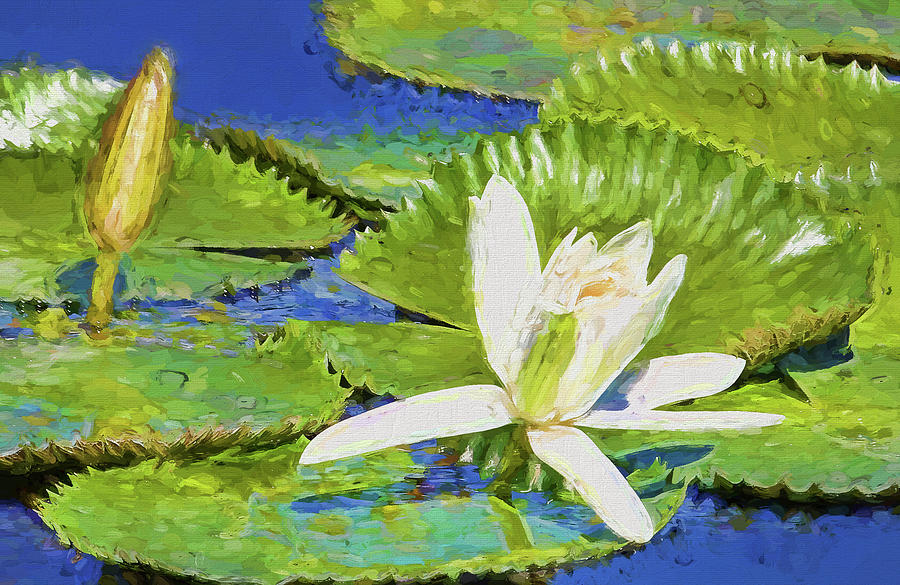White Water Lily Impressionism Photograph by HH Photography of Florida