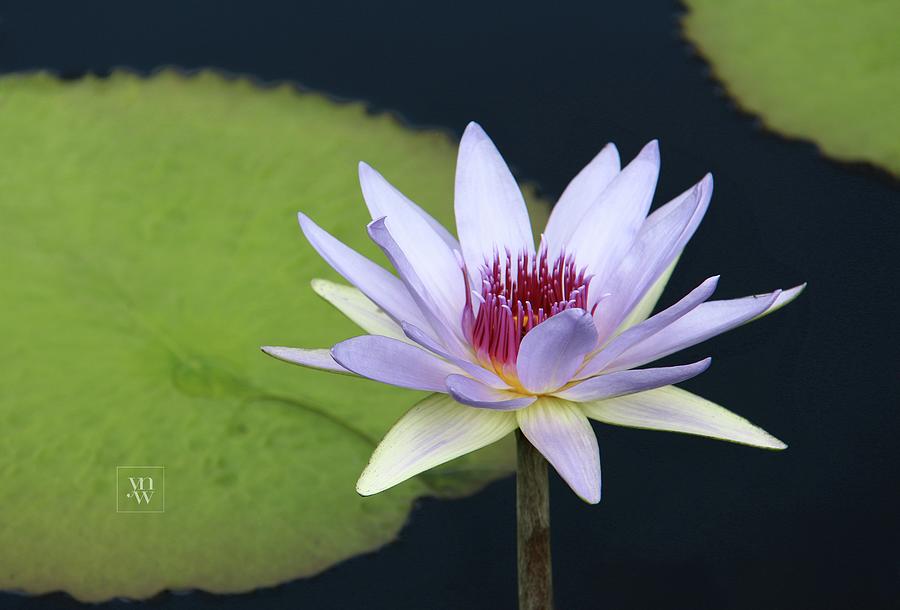 White Water Lily in the Afternoon Light Photograph by Yvonne Wright