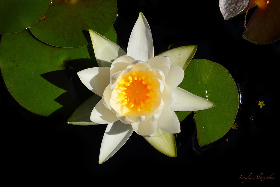 Flowers Still Life Photograph - White Water Lily by Layla Alexander