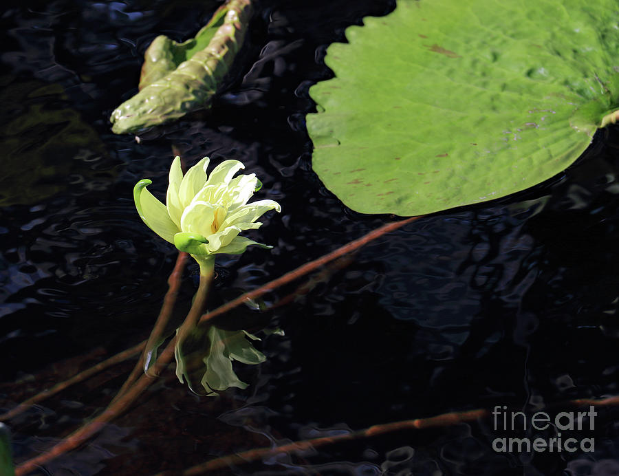 White Water Lily Photograph by Mary Haber