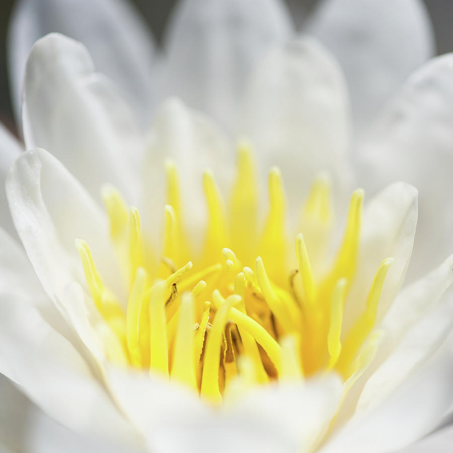 Lily Photograph - White Water Lily by MindGourmet Food for Thought