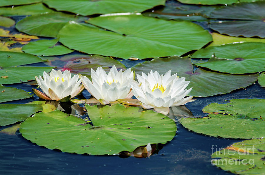 Lily Photograph - White Water Lily by Paul Mashburn