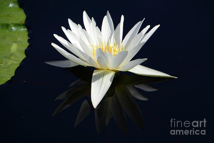 Flower Photograph - White Water Lily Reflecting by Cindy Manero