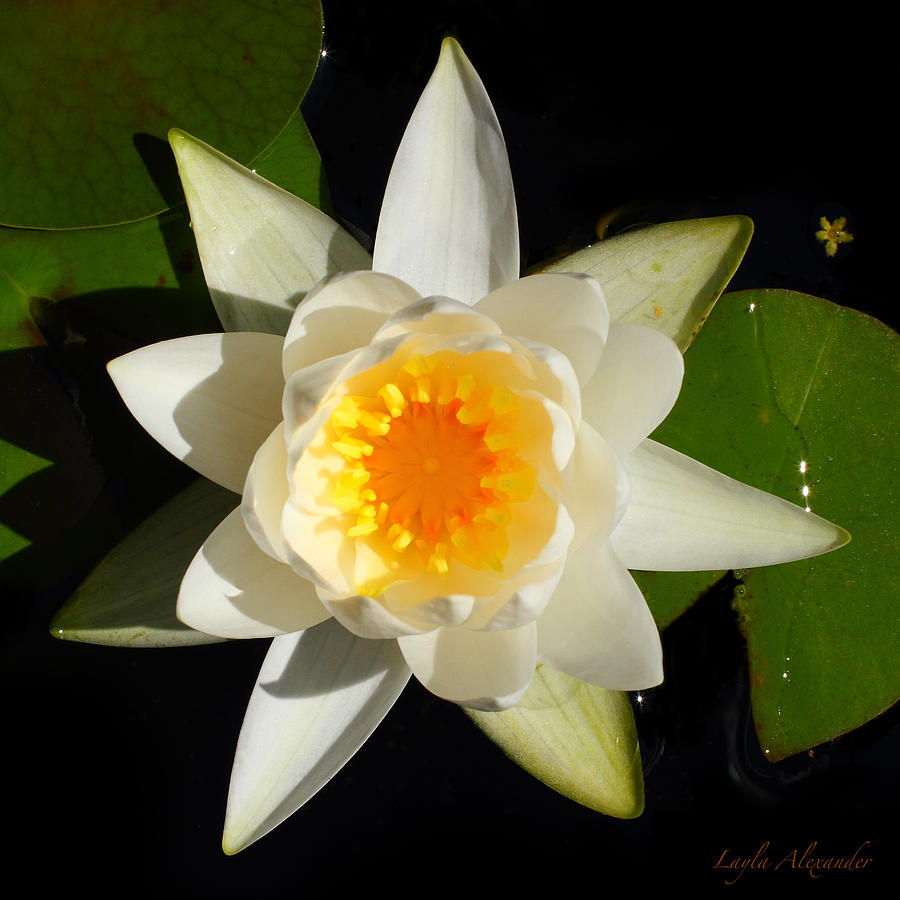 Flowers Still Life Photograph - White Water Lily square by Layla Alexander
