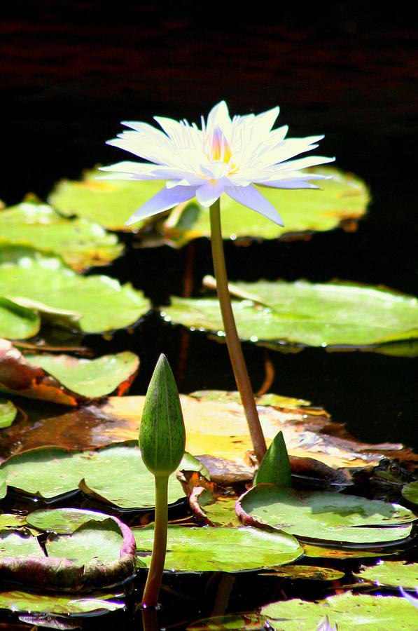 Lily Photograph - White Water Lily Standing Up by Anita Hiltz