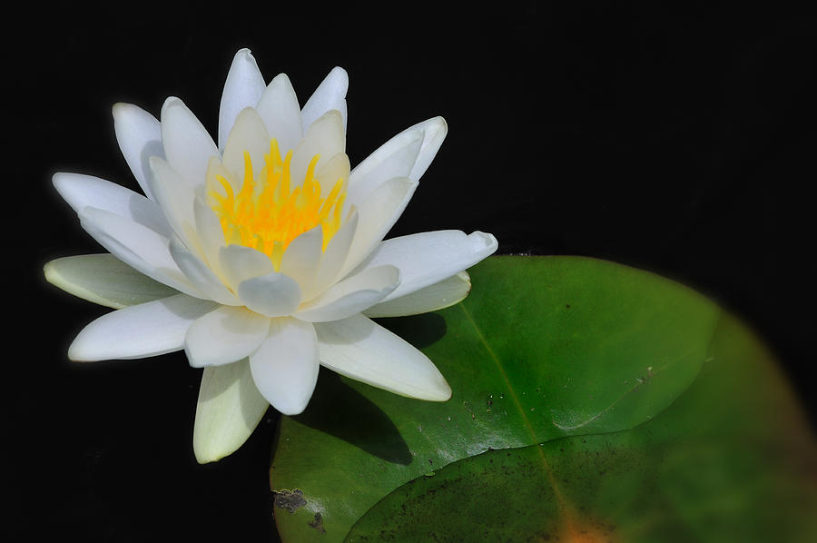 White Water Lily Photograph by TS Photo