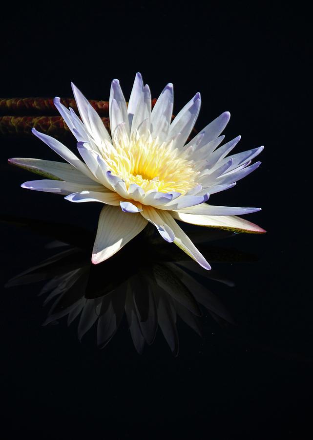 White Water Lily- vertical Photograph by Michiale Schneider