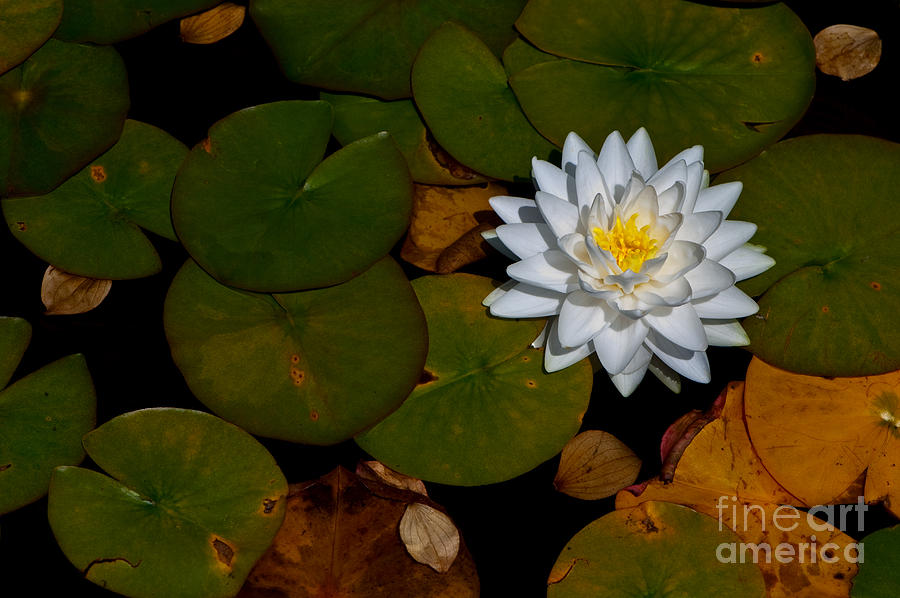 White Water Lily Photograph by Venetta Archer