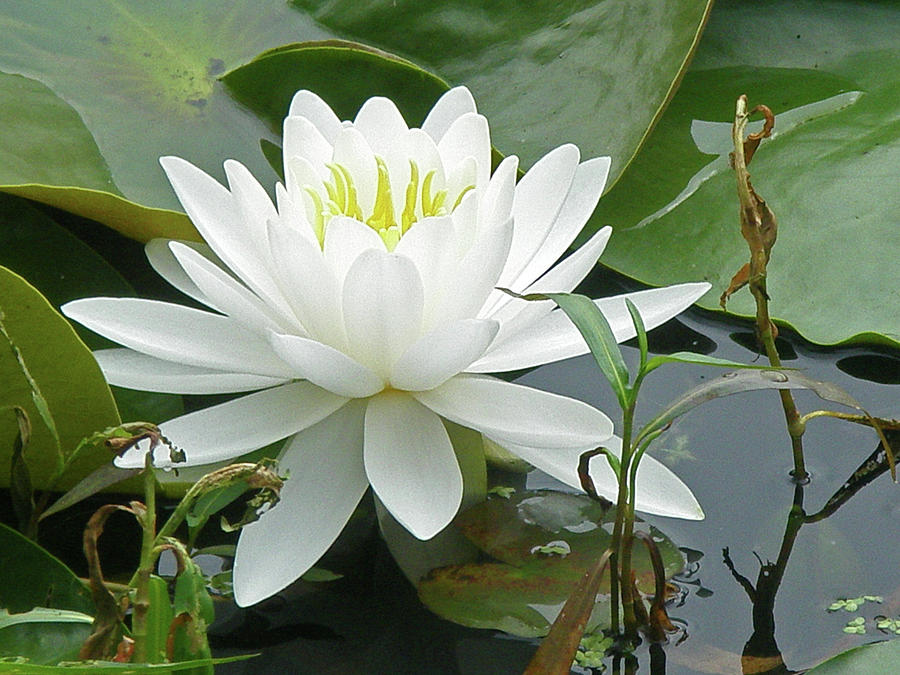 Lily Photograph - White Water Lily Wildflower - Nymphaeaceae by Carol Senske