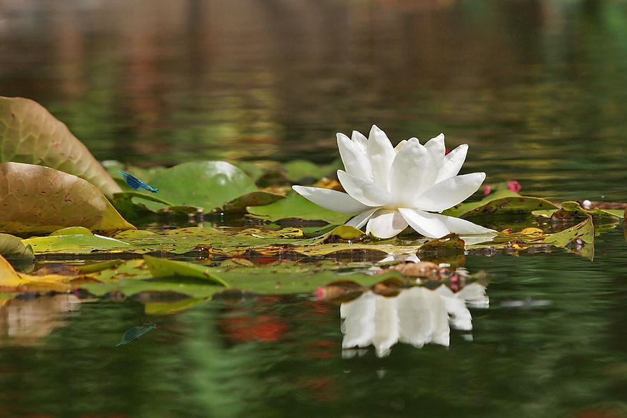 Lily Photograph - White Water Lily with Damselflies by Gill Billington