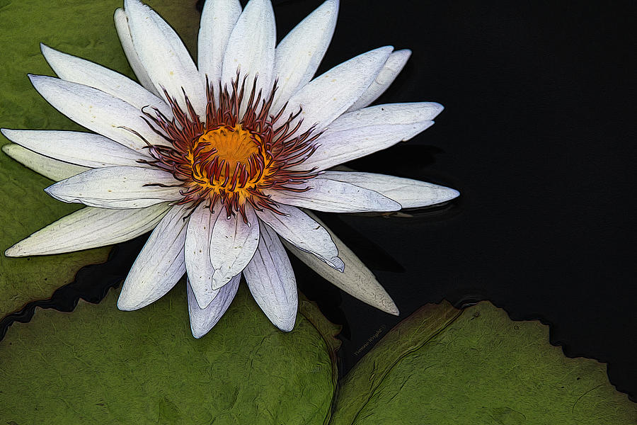 Summer Photograph - White Water Lily by Yvonne Wright