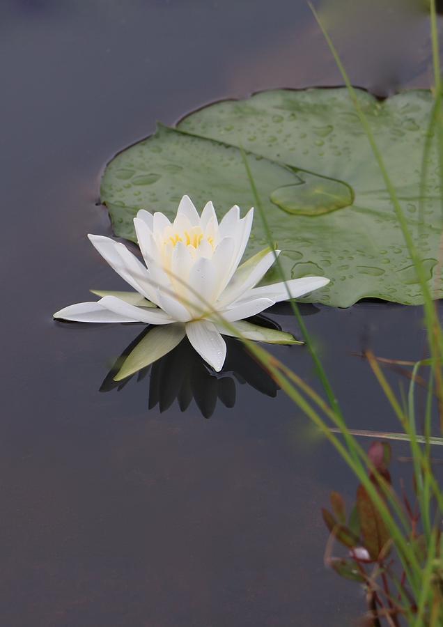 White Water Lotus Photograph by Debra     Vatalaro