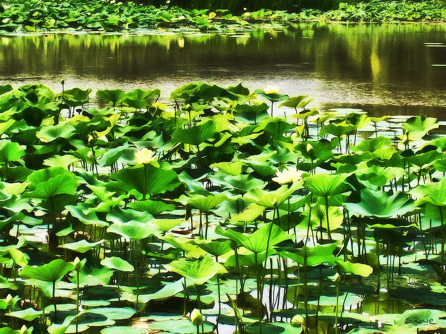 Nature Photograph - White Water Lotus Garden by Shawna Rowe