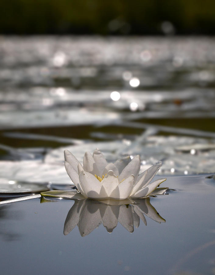 White waterlily 3 Photograph by Jouko Lehto