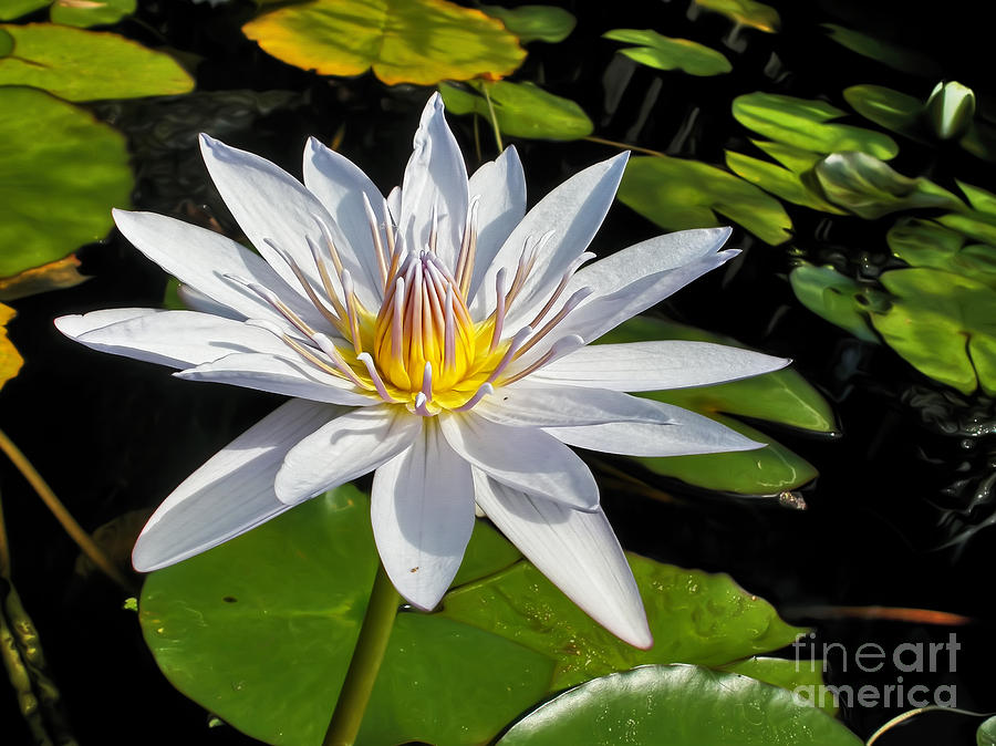 White Waterlily and Lily Pads by Kaye Menner Photograph by Kaye Menner