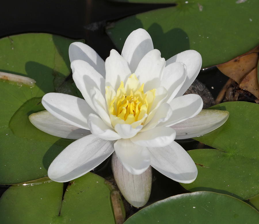 White waterlily or lotus flower Photograph by Elenarts - Elena Duvernay photo
