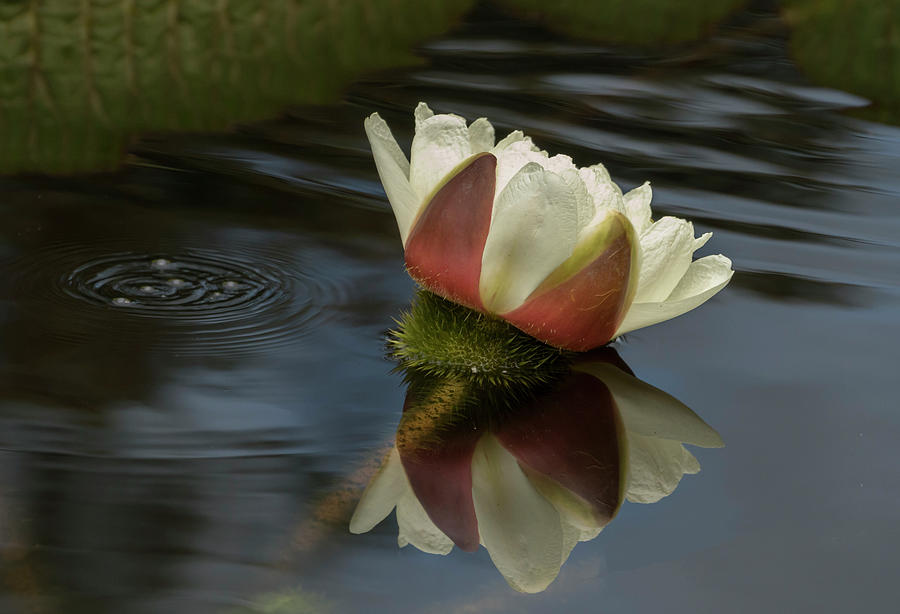 White Waterlily Photograph by Roni Chastain
