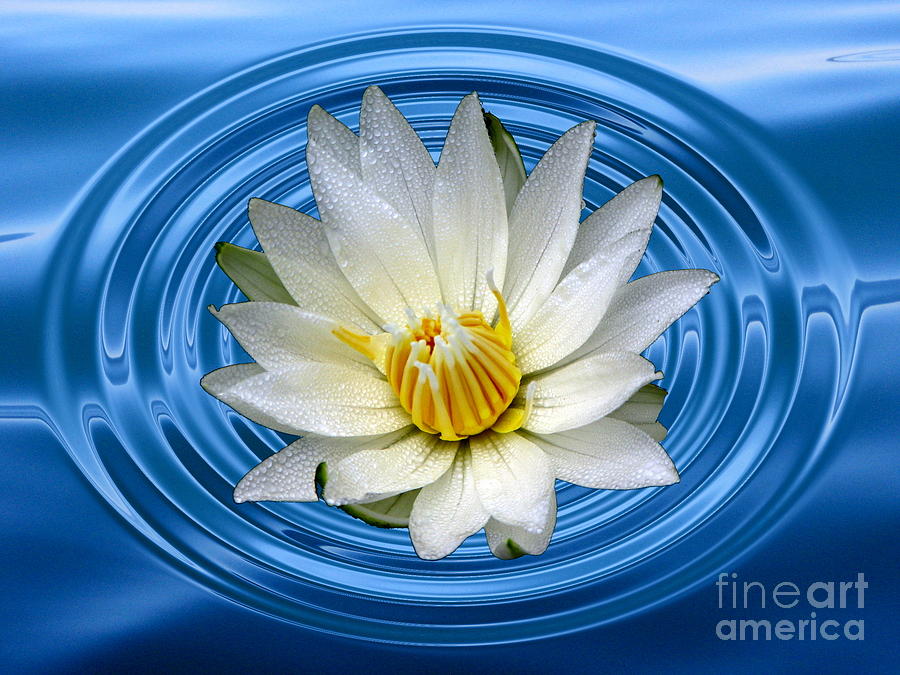 Flower Photograph - White Waterlily with Dewdrops and Ripples by Rose Santuci-Sofranko