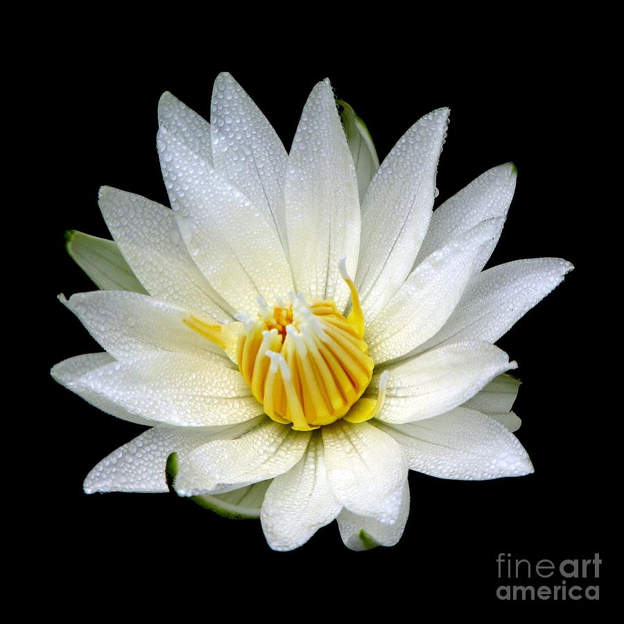 Flower Photograph - White Waterlily with Dewdrops by Rose Santuci-Sofranko