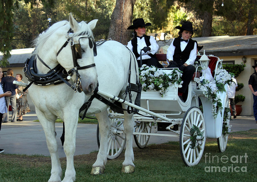 White Wedding Carriage Photograph by ...