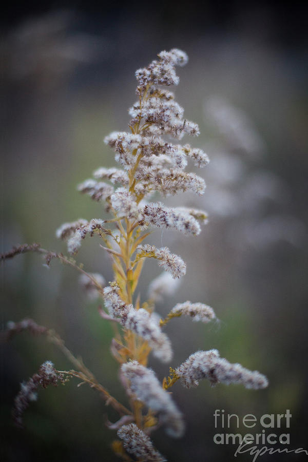 White Weeds In Winter, Oak Grove Park, Grapevine, Texas Photograph by Greg Kopriva