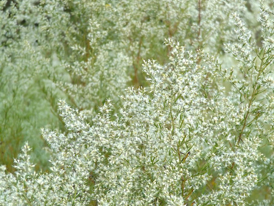 White Weeds Photograph by Julie Pappas
