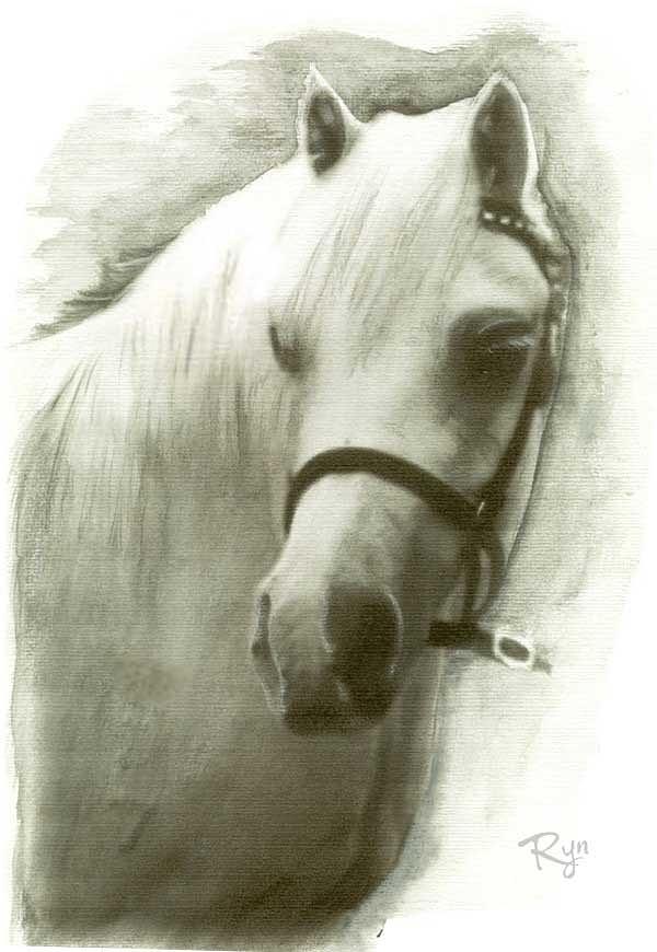 White Welsh Pony Drawing by Ryn Shell