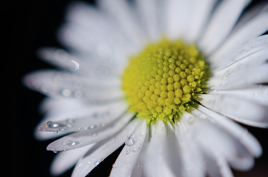 White Wet Flower On Black Background Photograph by Ivan Dragiev - Fine ...