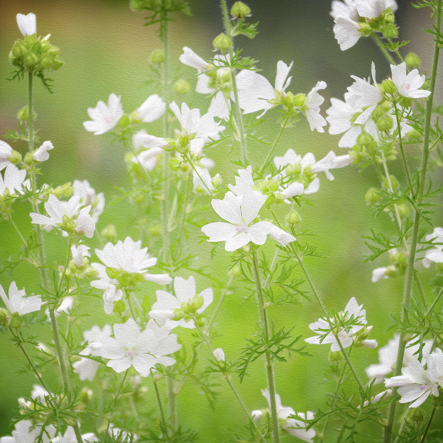 White Whimsical Flowers Photograph by Phillips and Phillips White Whimsical Flowers Photograph by Phillips and Phillips