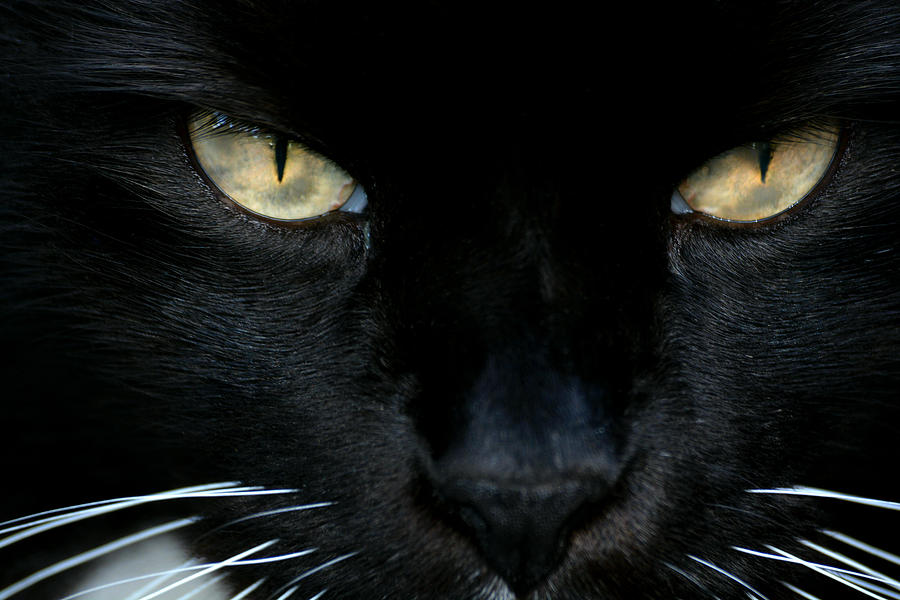 White Whiskers Photograph by Lorenzo Cassina
