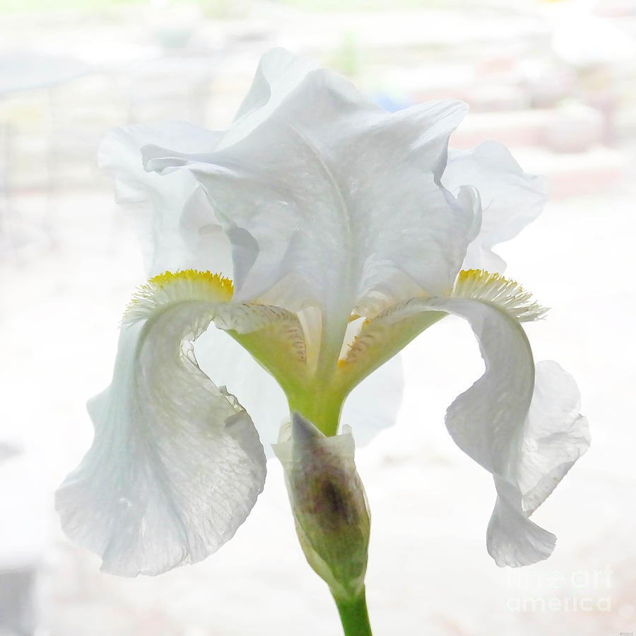 White White Iris Photograph by Lizi Beard-Ward