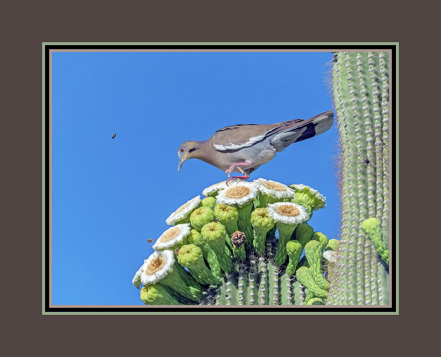 White-wiged Dove on Saguaro Blooms 9887-050918-1cr-matte Photograph by Tam Ryan